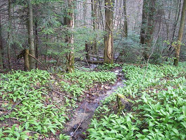 Alla ricerca della spugnola acuminata